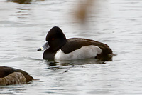 Ring-necked Duck