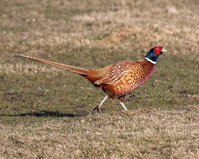 Ring-necked Pheasant