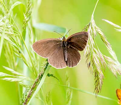 Ringlet