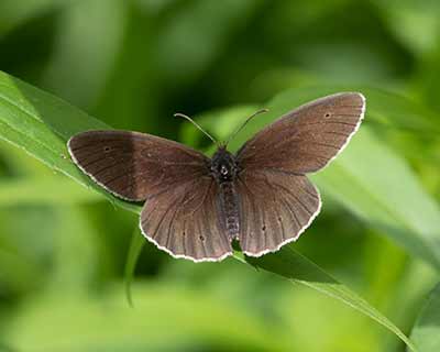 Ringlet
