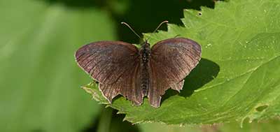 Ringlet