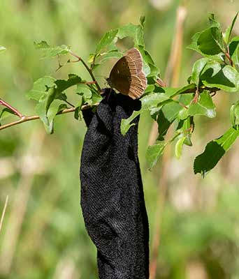 Ringlet