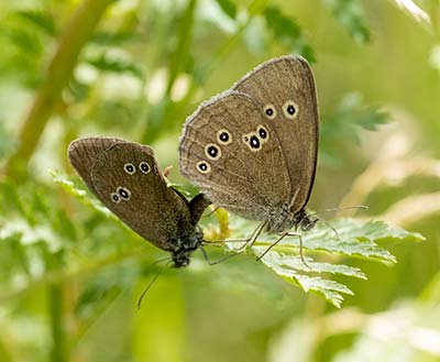 Ringlet