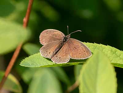 Ringlet