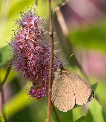 Ringlet