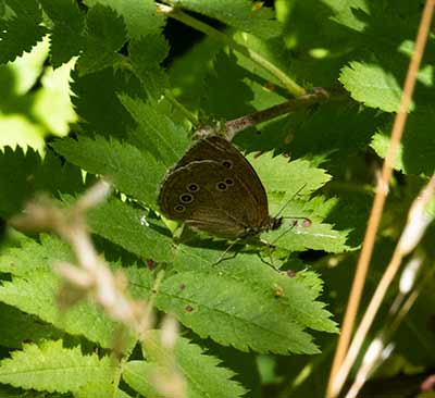 Ringlet