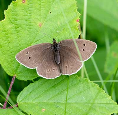 Ringlet