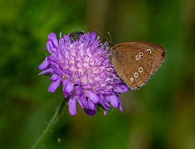 Ringlet
