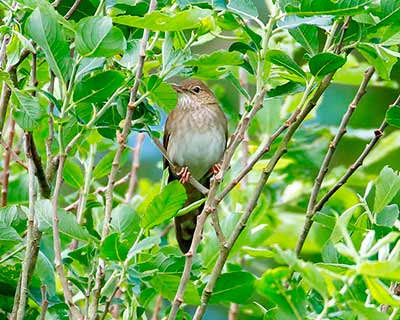 River Warbler