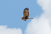 Rough-legged Hawk