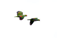 Red-lored Amazon