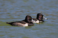 Ring-necked Duck