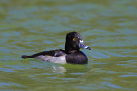 Ring-necked Duck