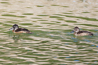 Ring-necked Duck