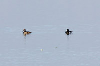 Ring-necked Duck