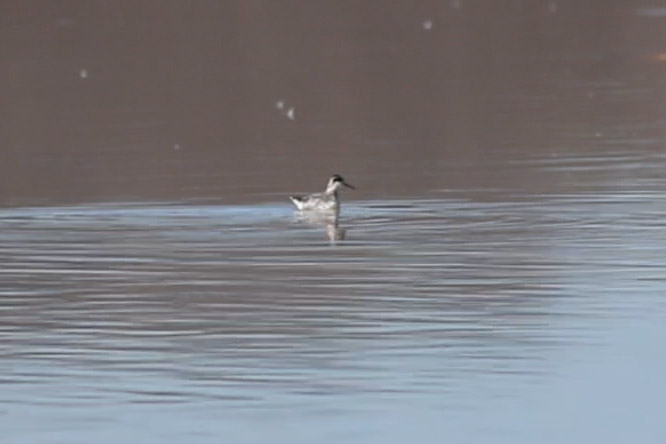 Red-necked Phalarope