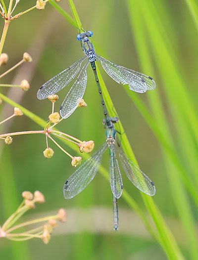 Robust Spreadwing