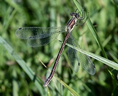 Robust Spreadwing