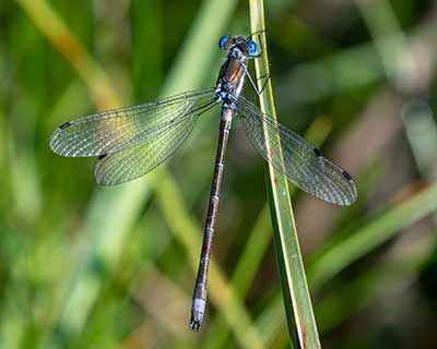 Robust Spreadwing