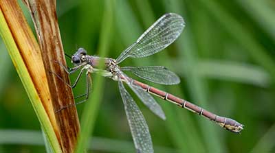 Robust Spreadwing
