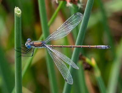 Robust Spreadwing