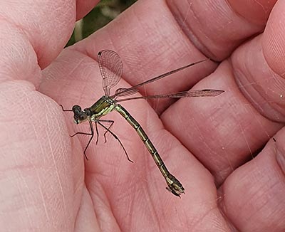 Robust Spreadwing (Lestes dryas) [Amager Fælled, Denmark]