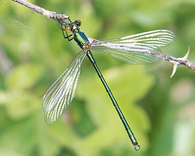 Robust Spreadwing