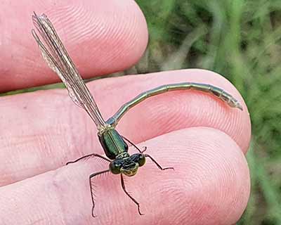 Robust Spreadwing (Lestes dryas) [Kalvebod Fælled, Denmark]