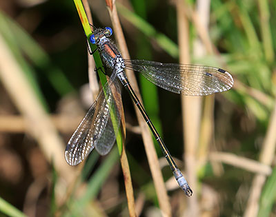 Robust Spreadwing