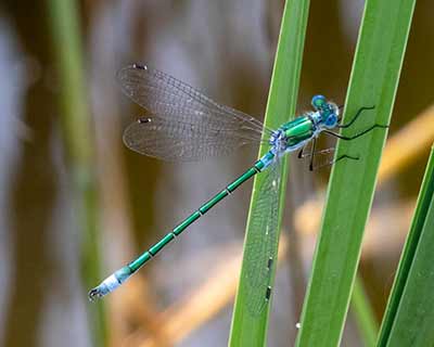 Robust Spreadwing