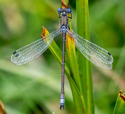Robust Spreadwing
