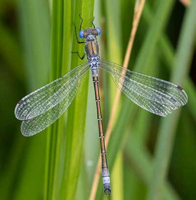 Robust Spreadwing