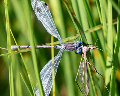 Robust Spreadwing