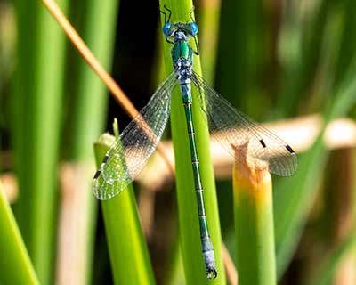 Robust Spreadwing