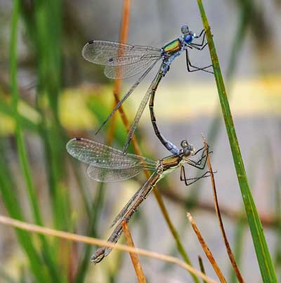 Robust Spreadwing