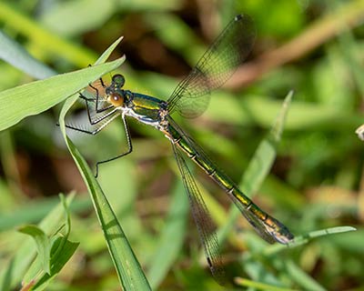 Robust Spreadwing