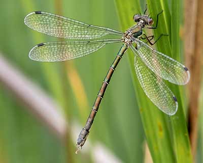 Robust Spreadwing