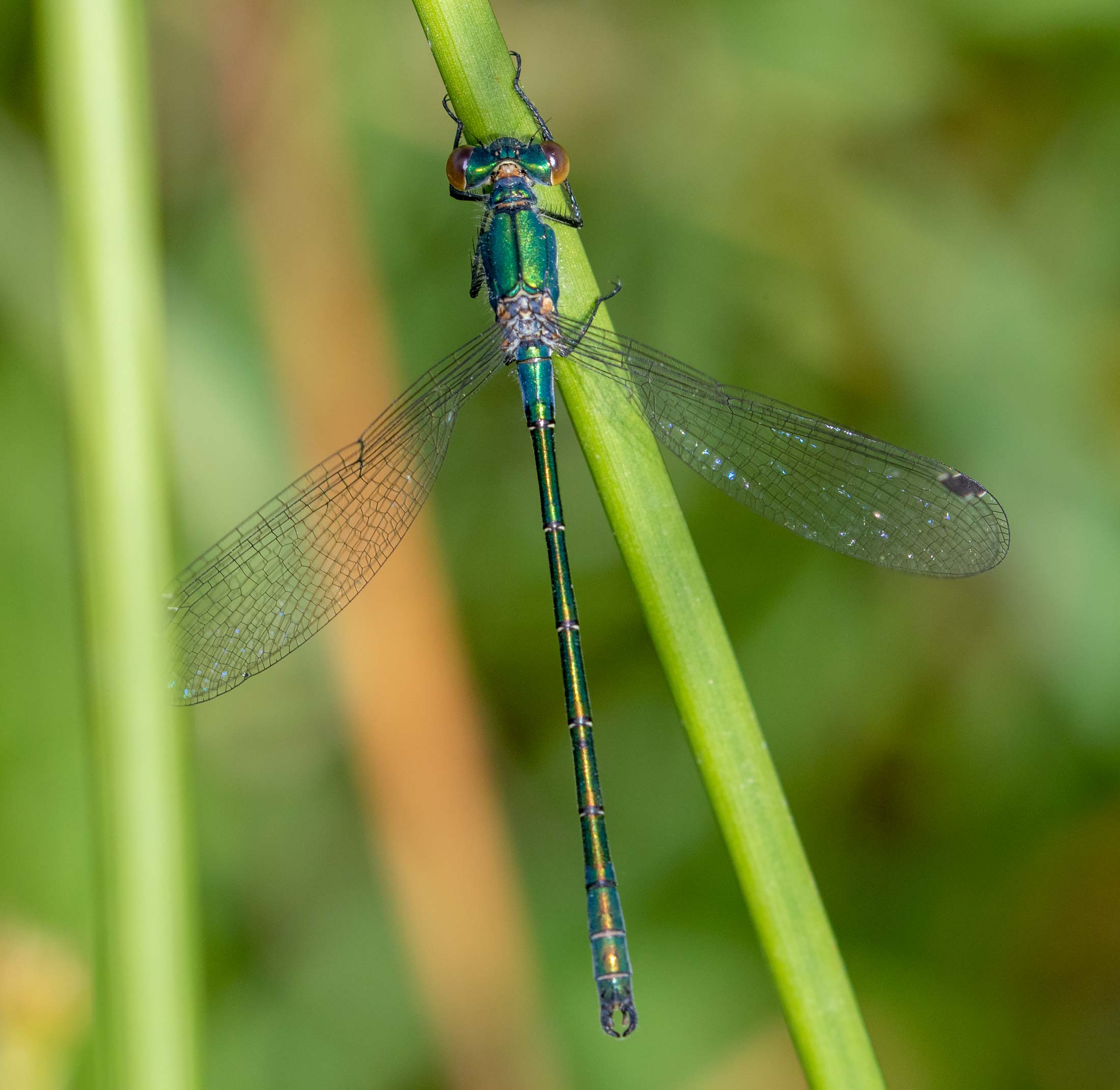 Robust Spreadwing