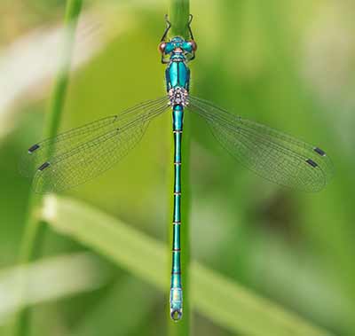 Robust Spreadwing