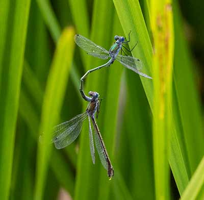 Robust Spreadwing