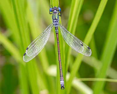Robust Spreadwing