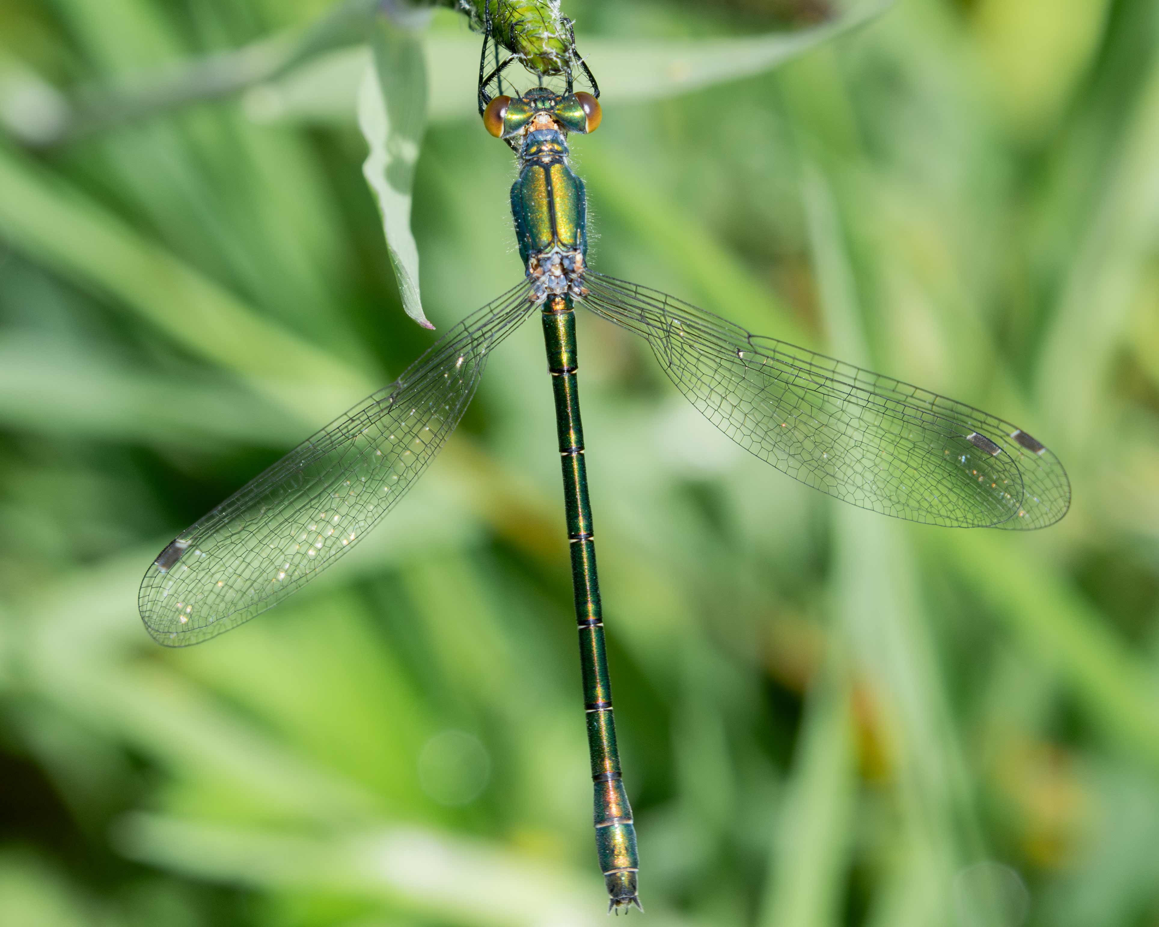 Robust Spreadwing