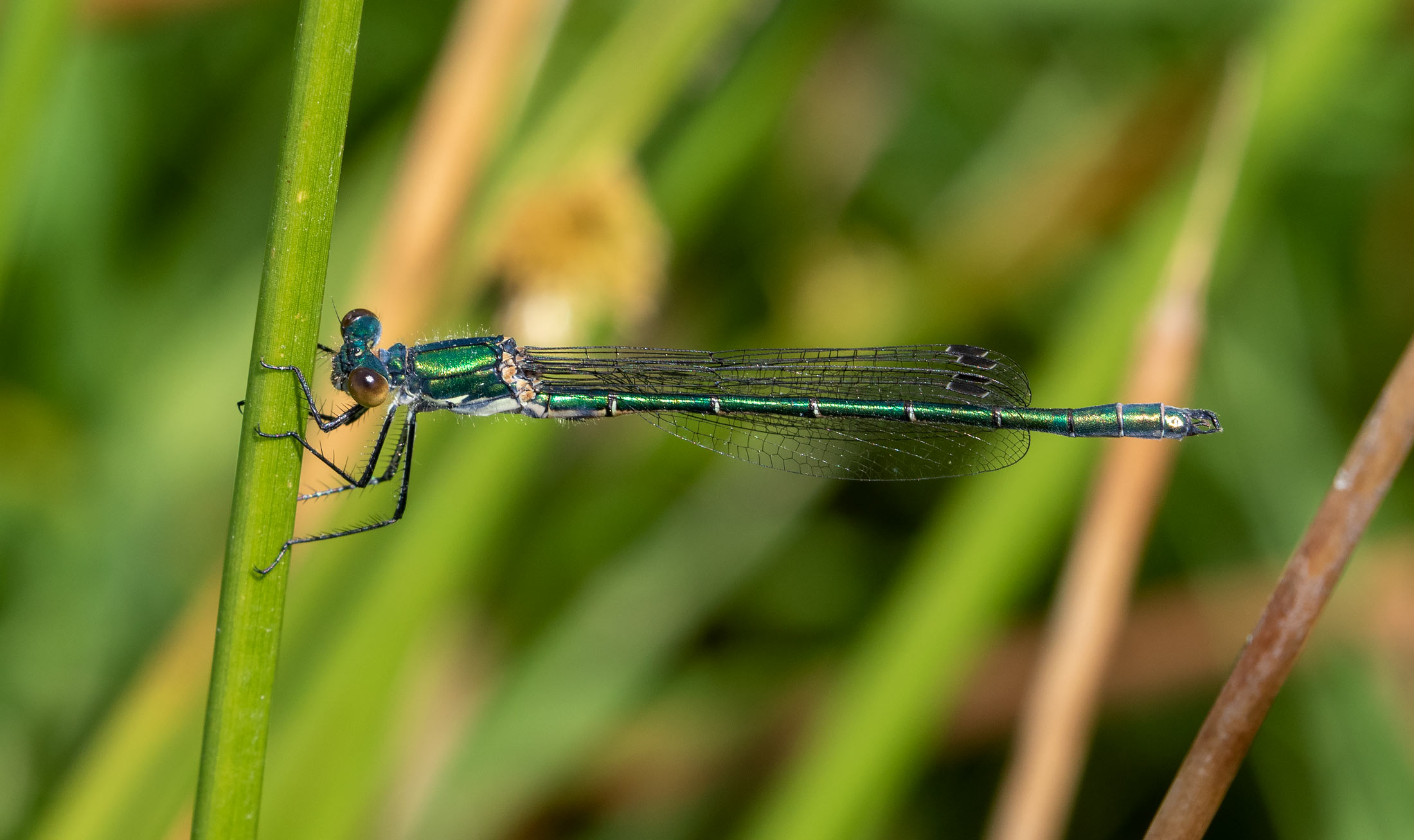 Robust Spreadwing