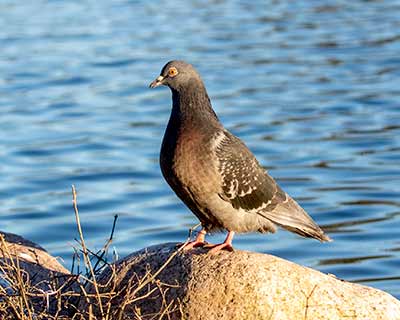 Rock Pigeon (Feral Pigeon)