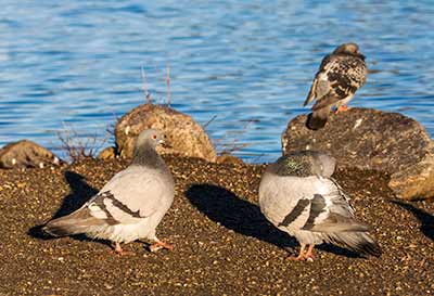 Rock Pigeon (Feral Pigeon)