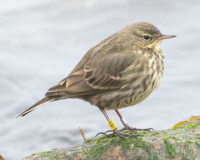 Rock Pipit
