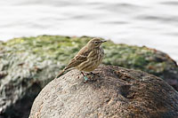 Rock Pipit