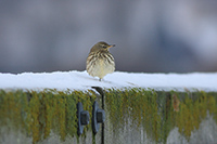 Rock Pipit