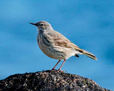 Rock Pipit