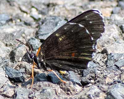Rosita Checkerspot